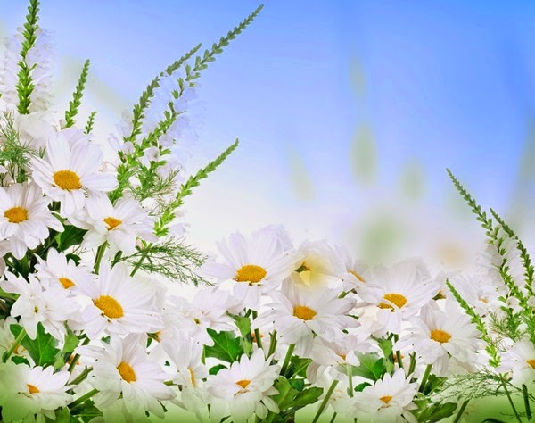 flores no jardim frases:Flores e Frases : Margaridas branca flores no jardim frases:Flores e Frases : Margaridas branca