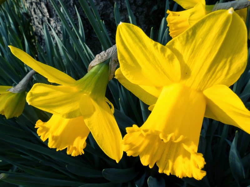 Lou Dev - Tous droits réservés - Jonquilles Lou Dev - Tous droits réservés - Jonquilles