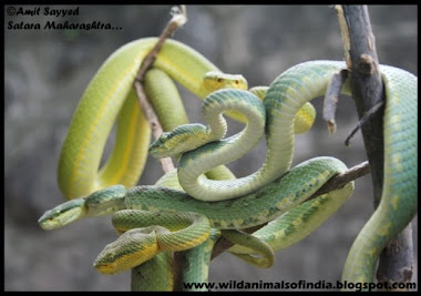 Bamboo Pit Viper (Trimeresurus gramineus)