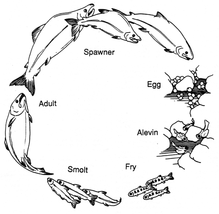 fish cycle diagram save our chetco river river mining fish cycle diagram save our chetco river river mining