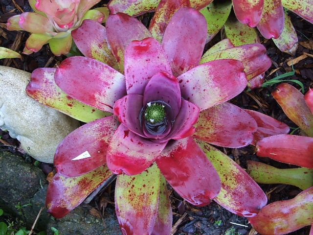 Neoregelia  Hunter Valley