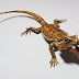 KREATIF: Cara Buat Real Iguana Daripada Kadbod