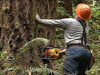 http://www.katu.com/politics/Oregon-GOP-pushes-logging-Columbia-water-bills-139422013.html