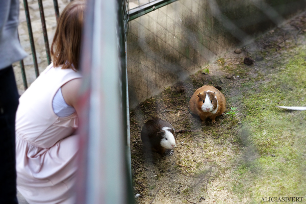 aliciasivert, alicia sivertsson, alicia sivert, berlin zoo, djurpark, djurhållning, instängda djur, djur i bur, cages, animal, animals, cage, marsvin
