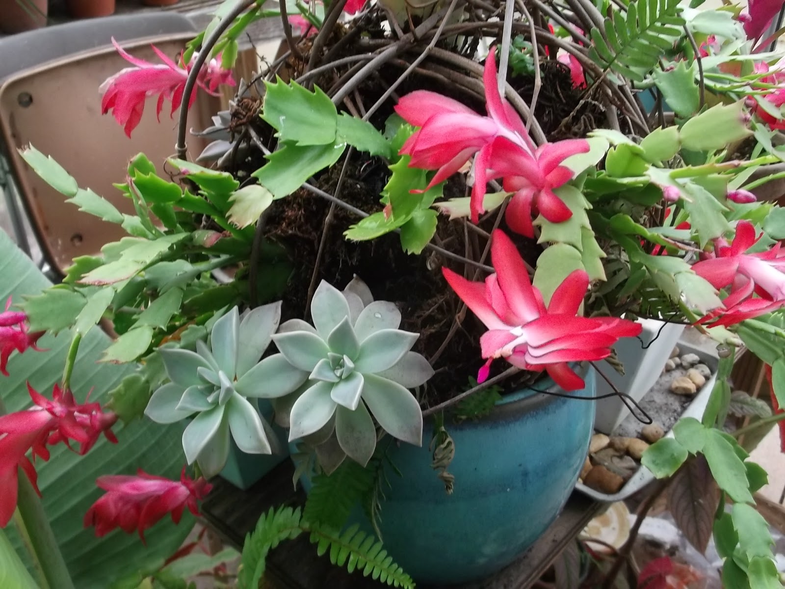 December Bloom Day SECRETS of a SEED SCATTERER