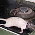 Uenak tenan,Makanan China Yang Terbuat Dari Daging Tikus