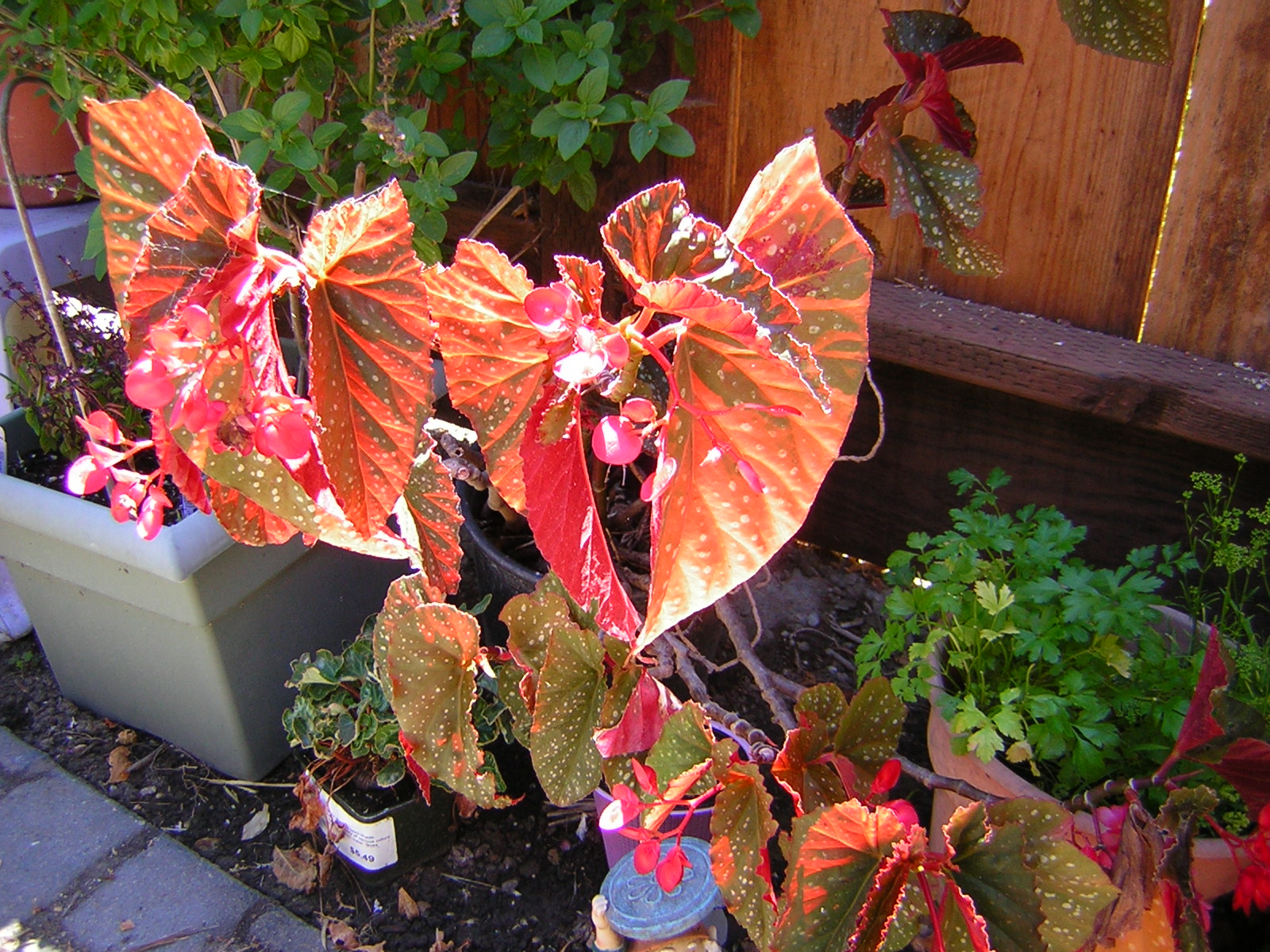 *Terra Garden* Angel Wing Begonia