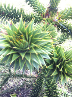 Monkey Puzzle Tree, Fairview Park