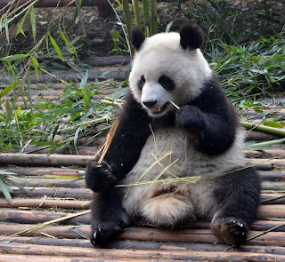 Panda Reserve in Chengdu