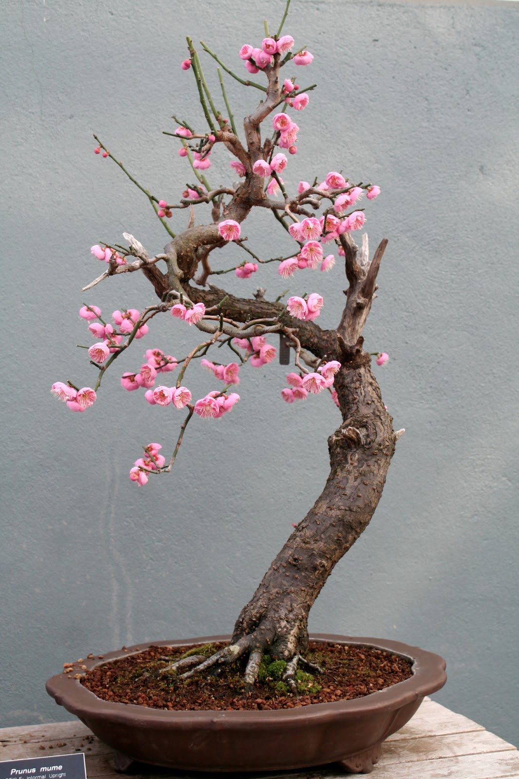Prunus mume Bonsai tree, Bonsai tree types, Flowering bonsai tree