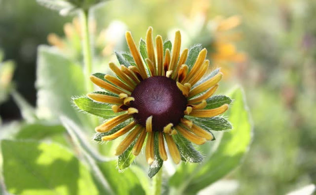 Rudbeckia Hirta Flowers Pictures