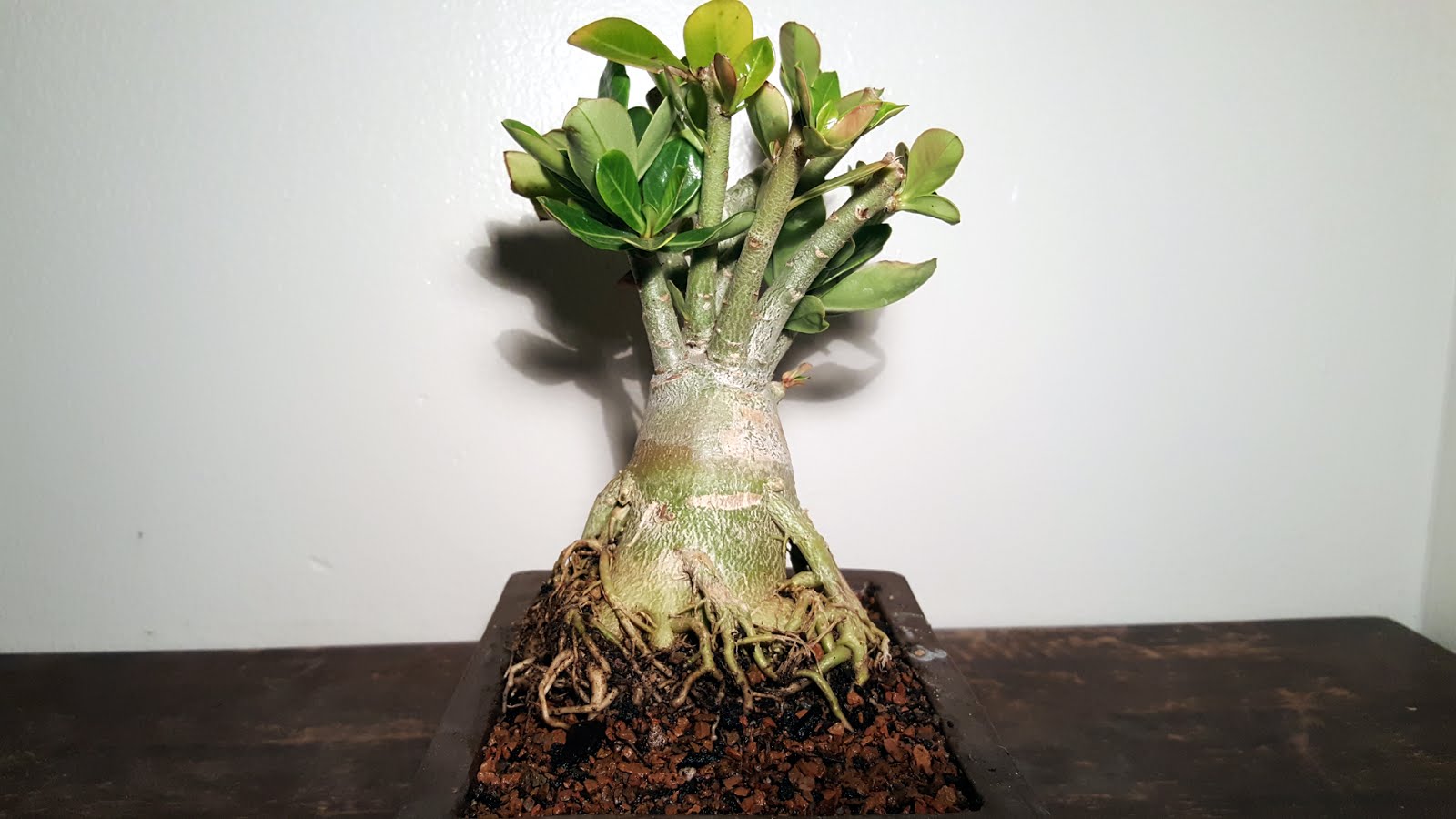 Bonsai Misadventures Desert Rose Succulent Bonsai Adenium Obesum Bonsai Misadventures Desert Rose Succulent Bonsai Adenium Obesum