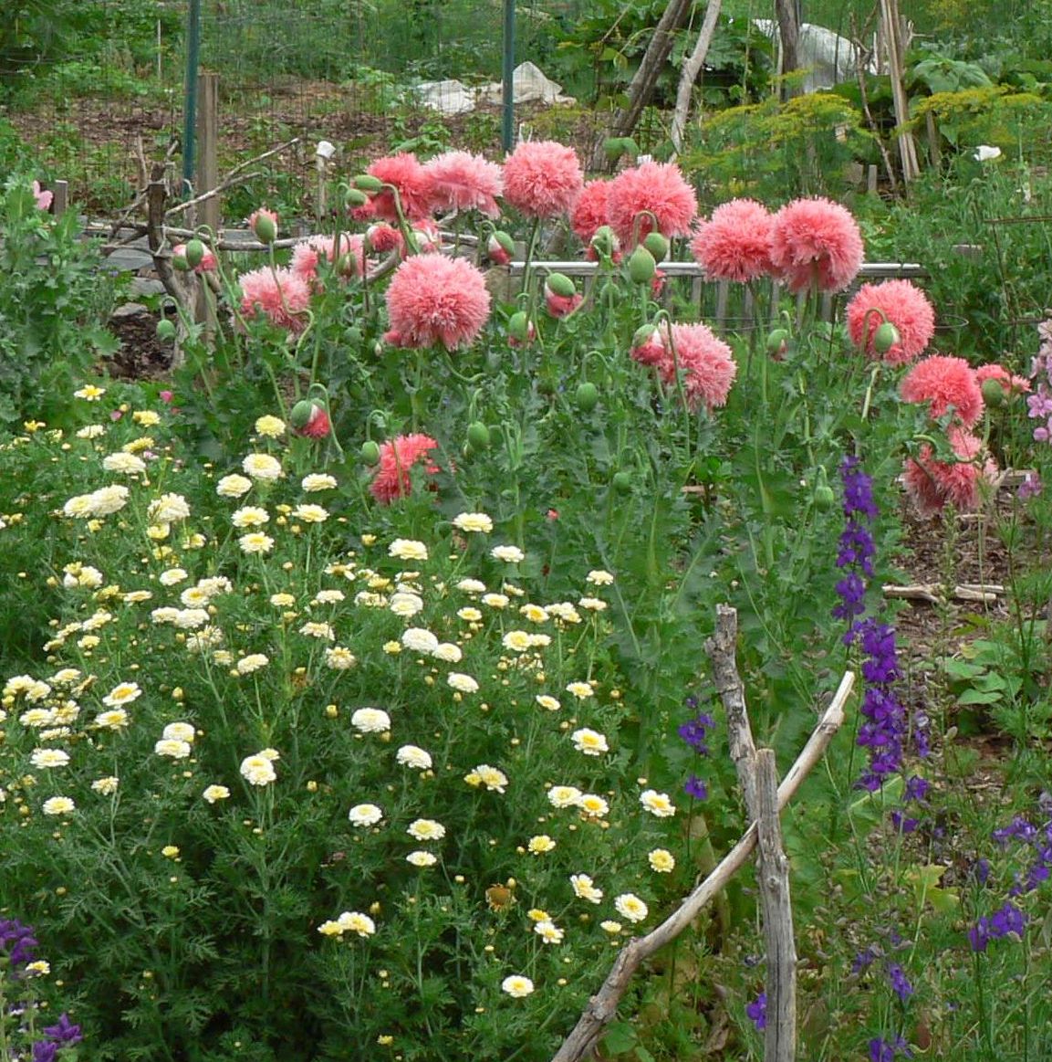 Visit My Garden Annual Flower Combos