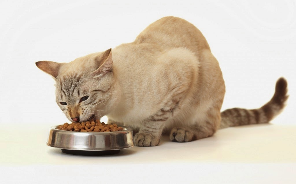 Feline Hepatic Lipidosis Cats Weight Loss Weight Loss Terms Online