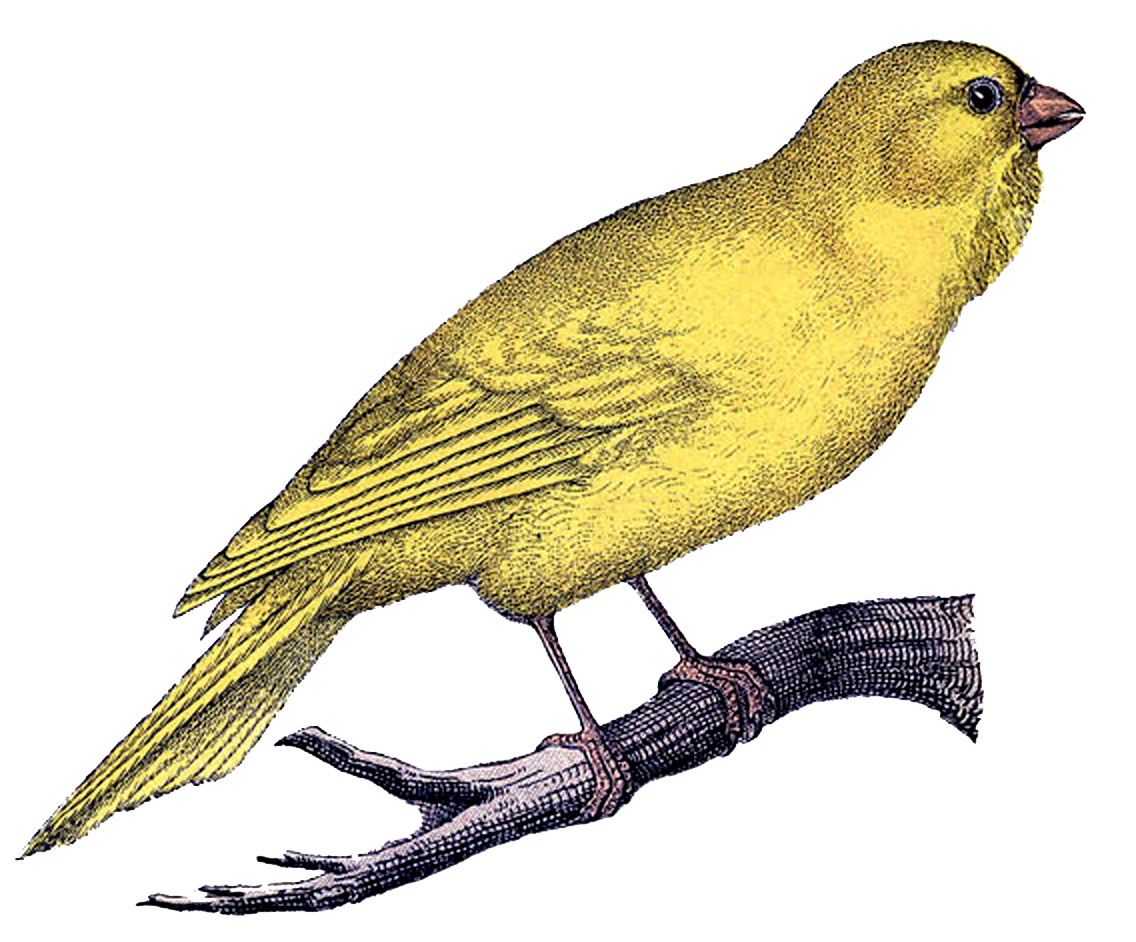 yellow canary