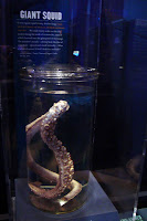 Giant Squid tentacle