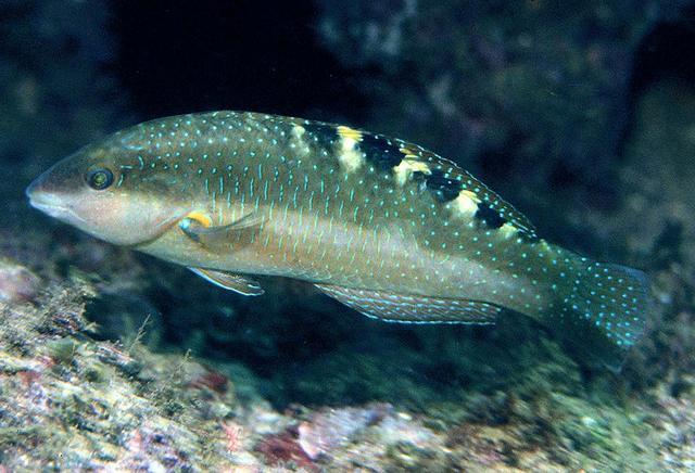 Peces e invertebrados del Mar de Cortés Halichoeres notospilus