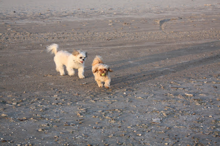 Poco & Taz on the Beach