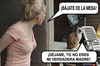 GATOS EDAD gatos edad:
