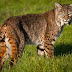 Bobcat Description