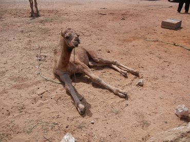 baby camel