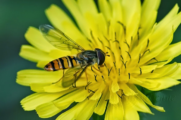 Episyrphus balteatus