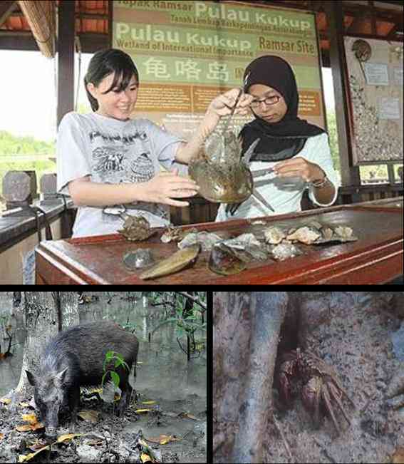 Kukup island wildlife 2