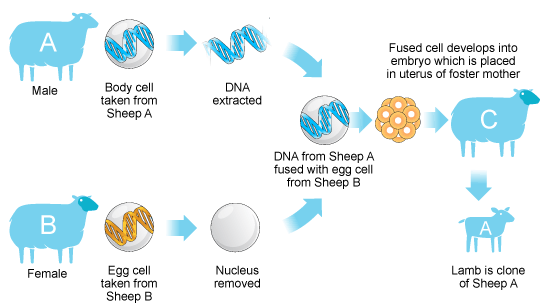 Dolly Sheep Cloning