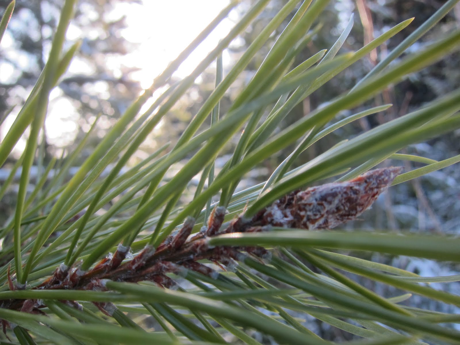 Northern Gardeners Almanac Identifying Lodge Pole Pine, Pinus