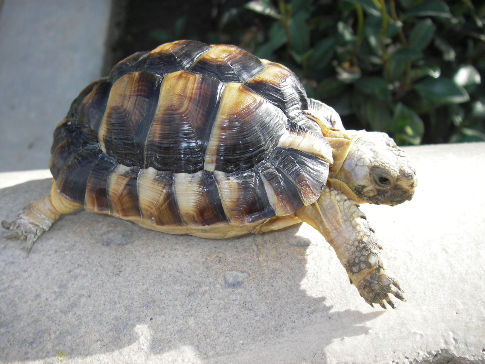 tortoise.jpg