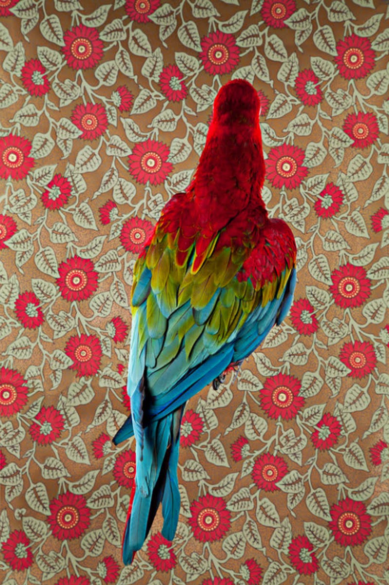 Birds of a Feather de Claire Rosen
