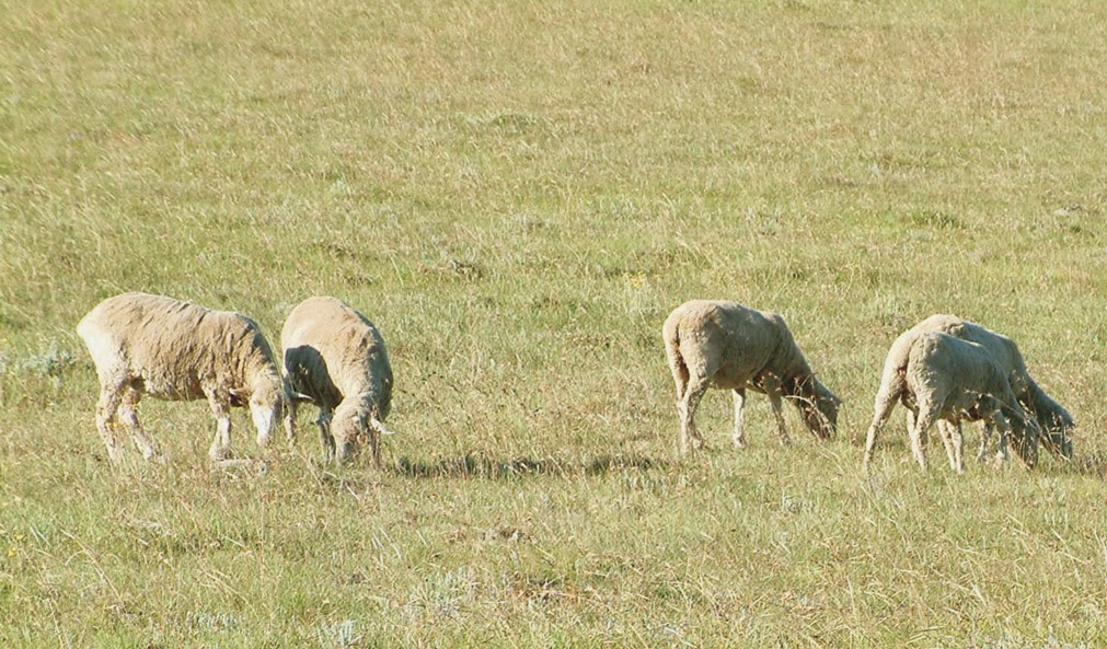 Winter Grazing Sweetveld and Sourveld Amass Farming Tips & Info