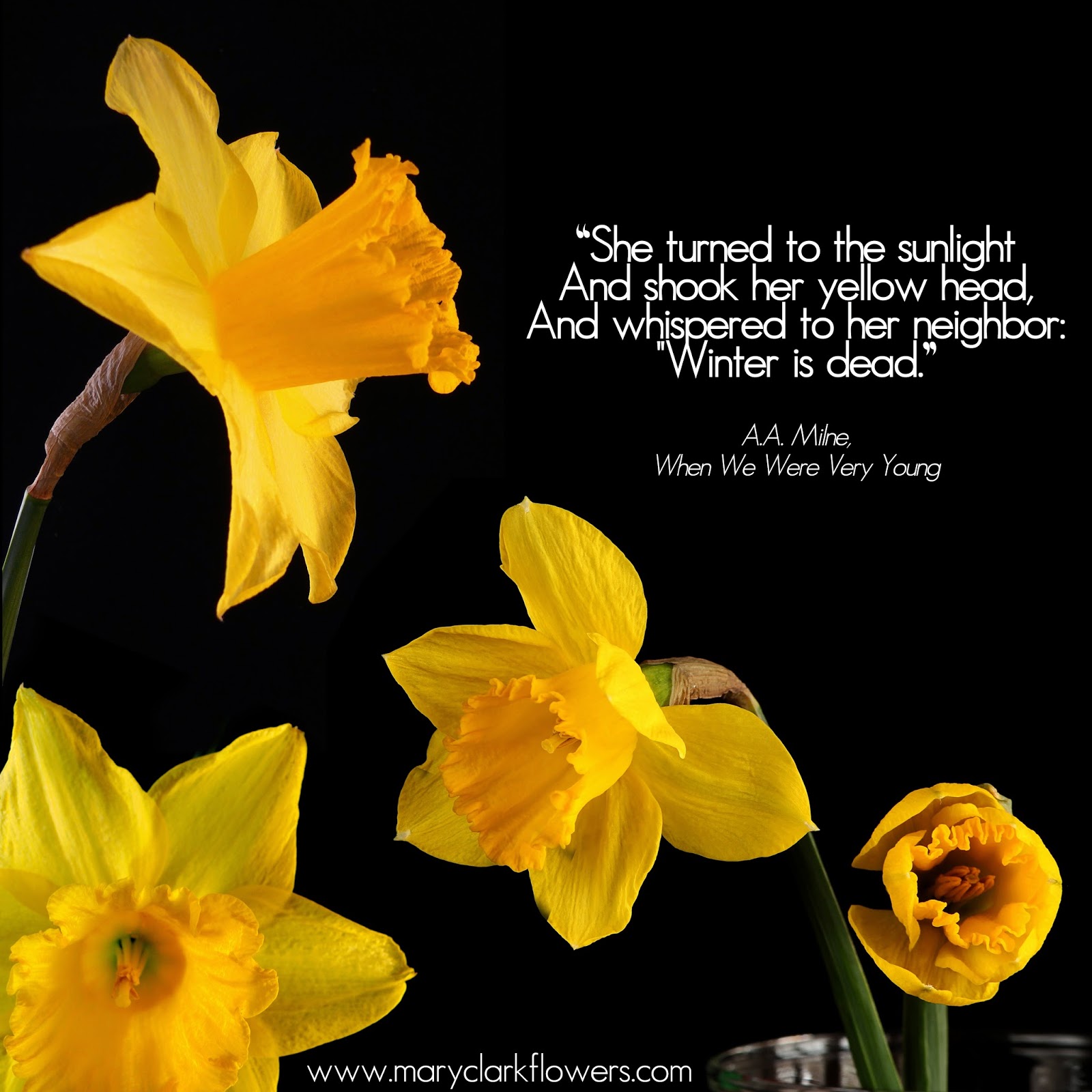 Daffodil Quotes. QuotesGram