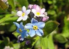 Our Forget Me Nots
