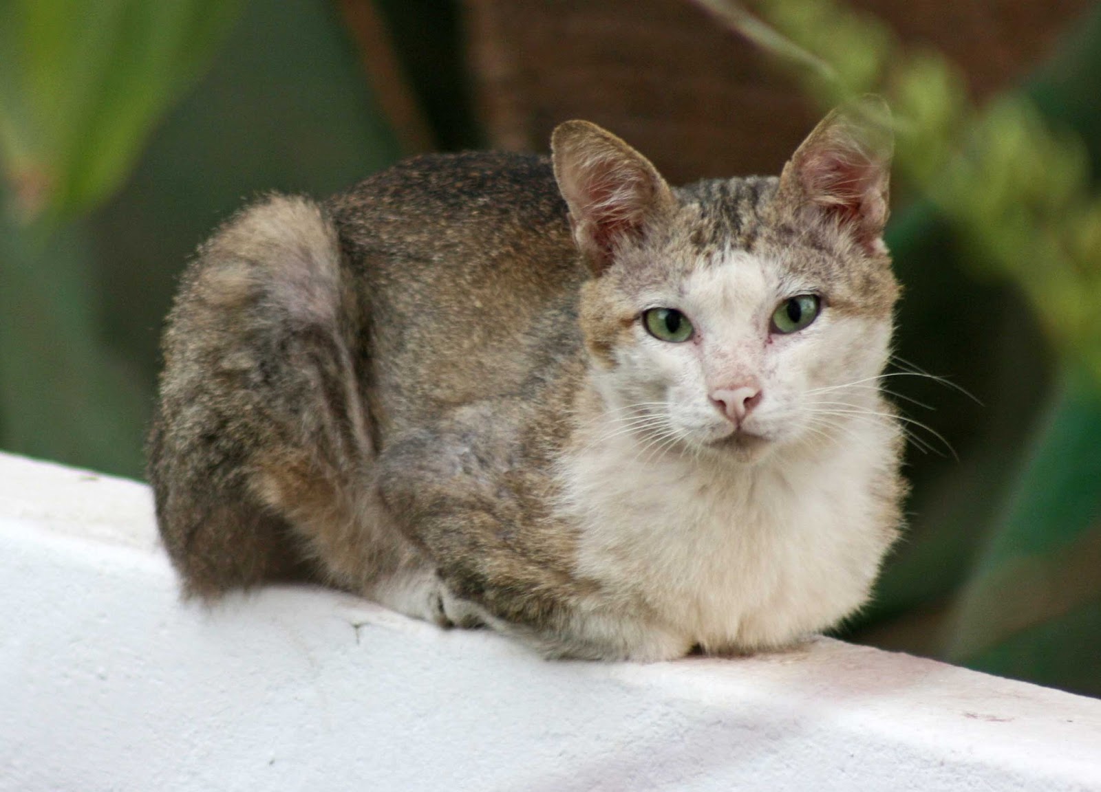 sconzani Cambodia's Cats