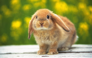 cute baby, Rabbits , bunny, image, widescreen free download