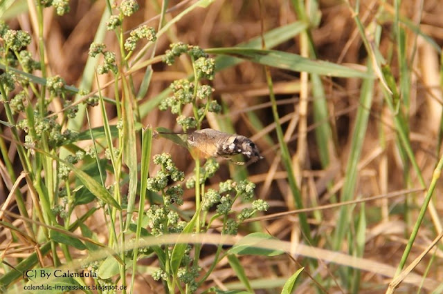 Kaiserstuhl Taubenschwänzchen Taubenschwanz Schmetterling