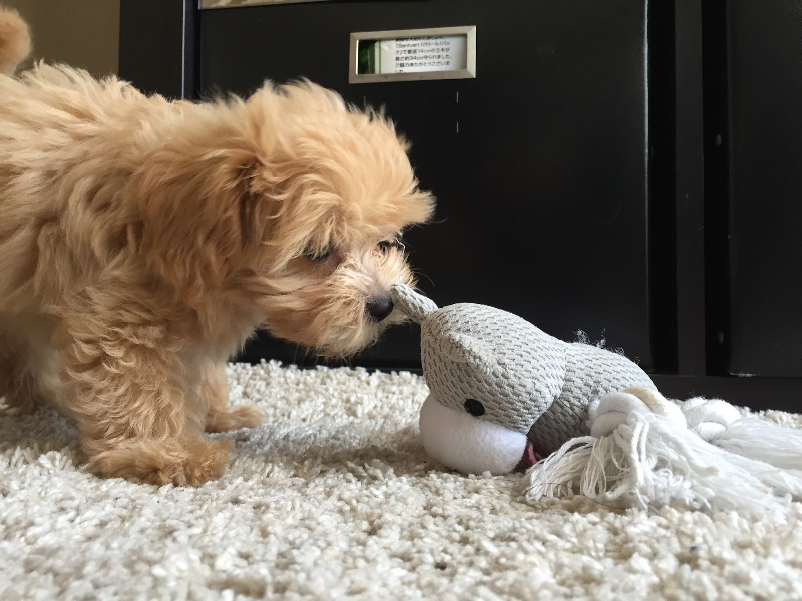 14zawa Blog Moco ウソ 犬の名前 モコ って ランキングに入っているの