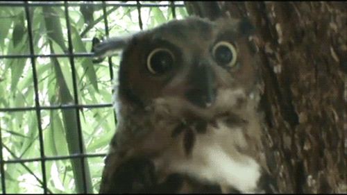 Excited+owl.gif