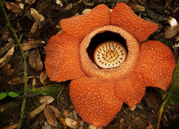 [Image: Nhung-loai-hoa-ki-di-nhat-hanh-tinh-4.jpg]