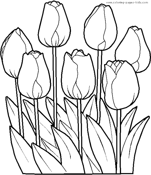 Tulip Flowers Coloring Pages
