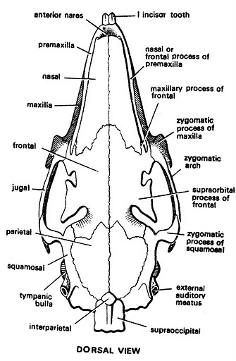 FAVOURED BY DKC: rabbit diagram of atom science 