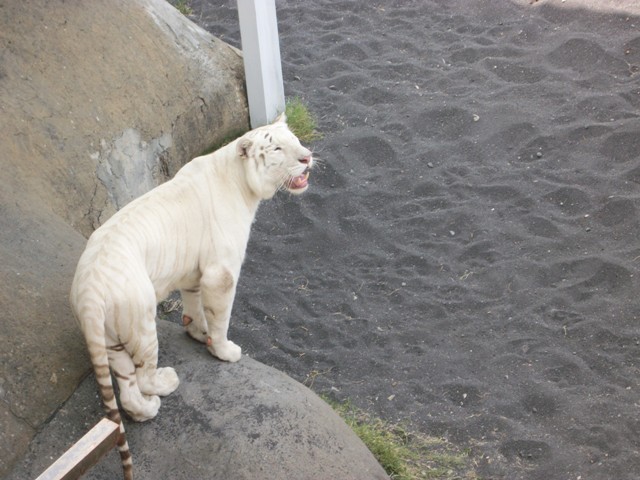 Batu Secret Zoo Malang Indonesia | Open Minded