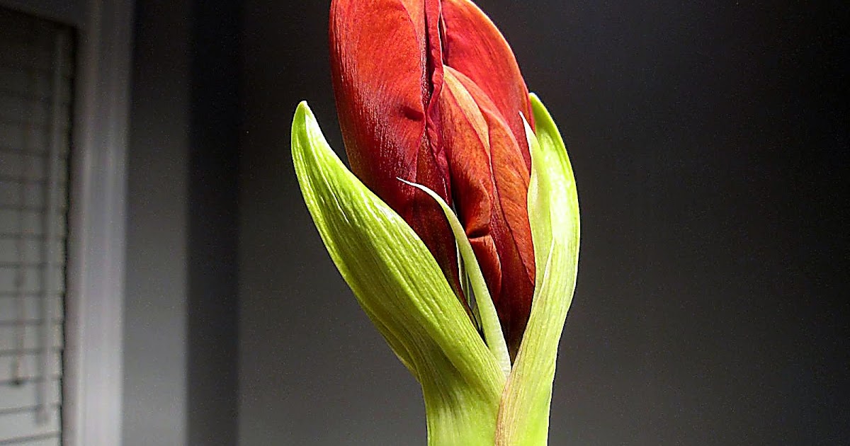 Createology Flower Patience...