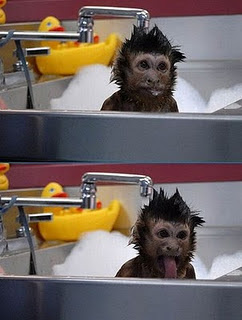Animal Funny Picture