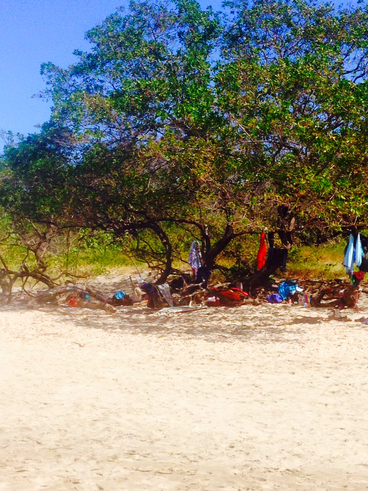 Mangrove at the Beach
