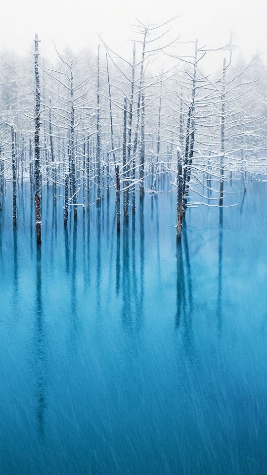 Winter Trees Lake  Galaxy Note HD Wallpaper