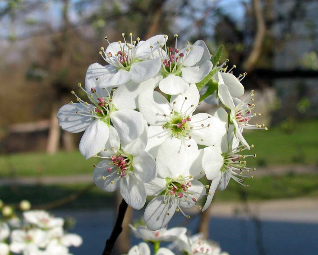 Poppular Photography Bradford Pear Flowers 2012