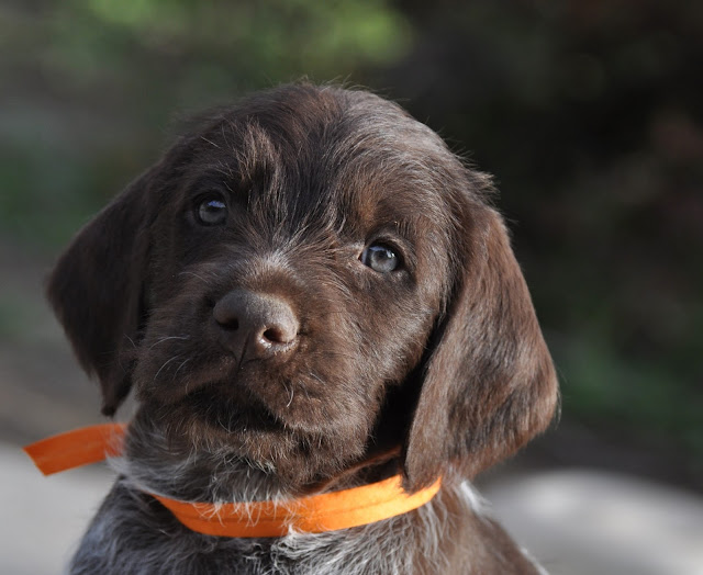 wirehaired pointing griffon breeders near me
