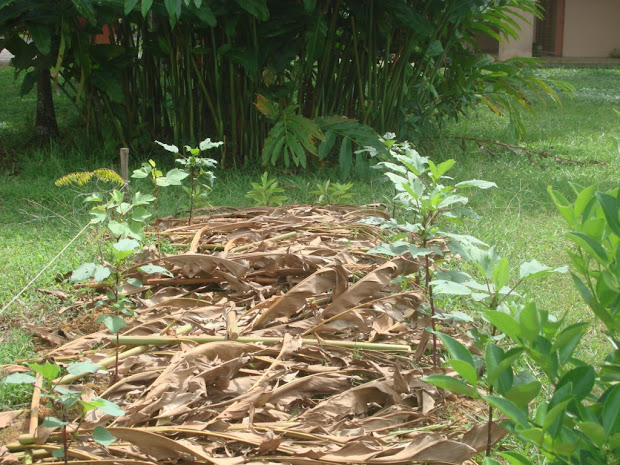 little vegetable garden mulching